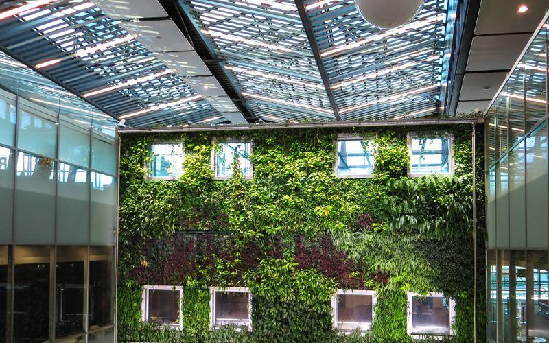 dense green foliage covering an exterior wall surface in daylight